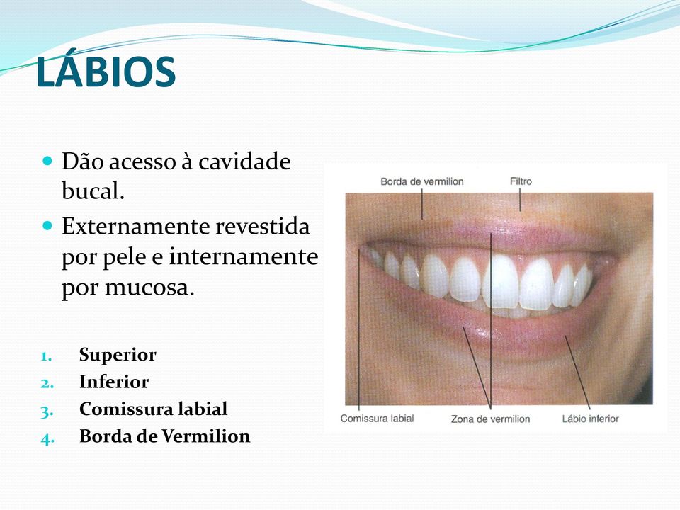 internamente por mucosa. 1. Superior 2.