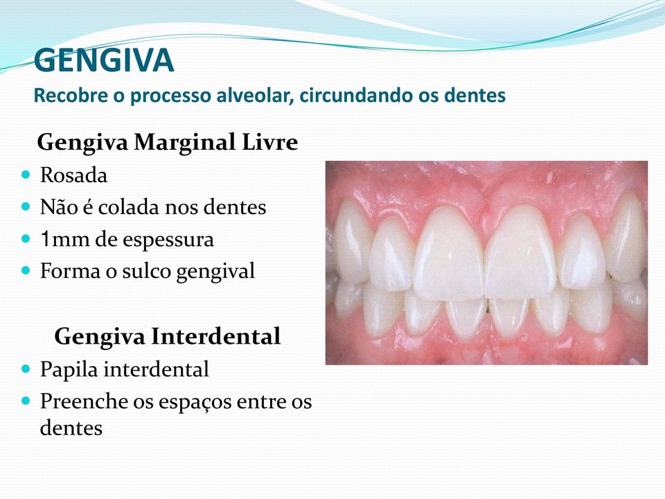 dentes 1mm de espessura Forma o sulco gengival Gengiva