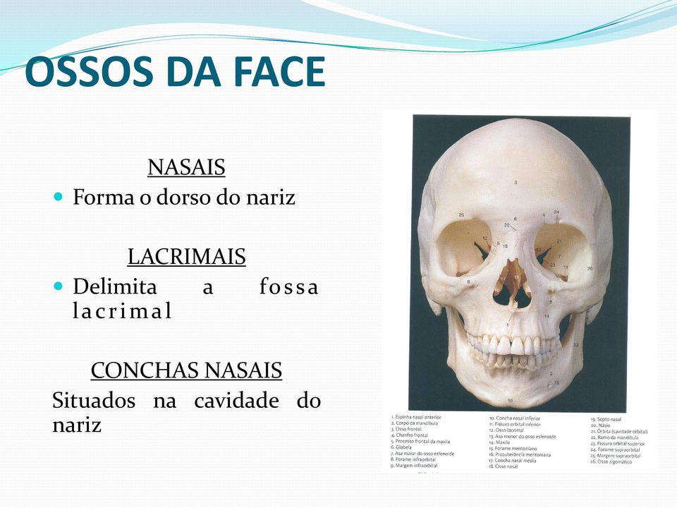 Delimita a fossa lacrimal