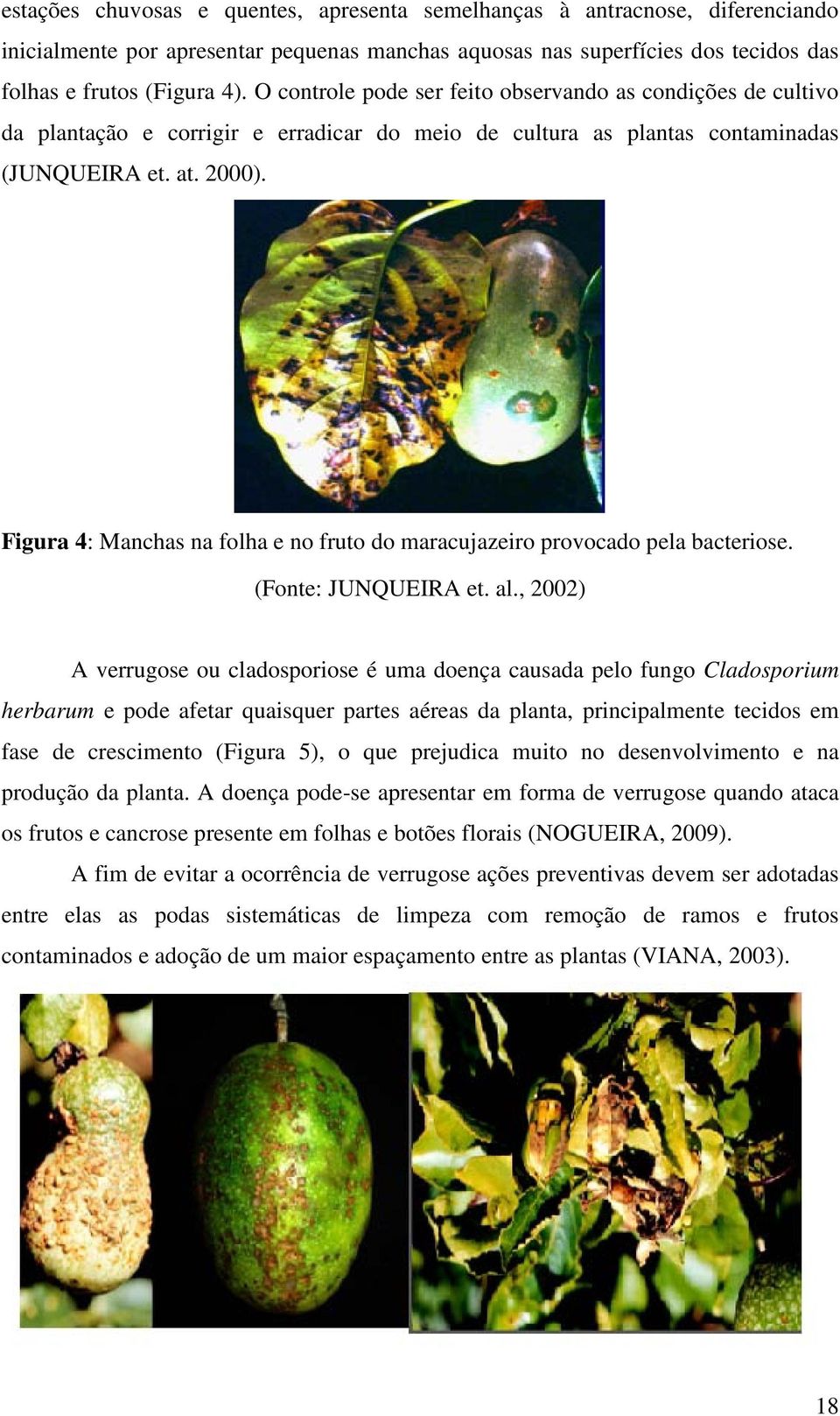 Figura 4: Manchas na folha e no fruto do maracujazeiro provocado pela bacteriose. (Fonte: JUNQUEIRA et. al.