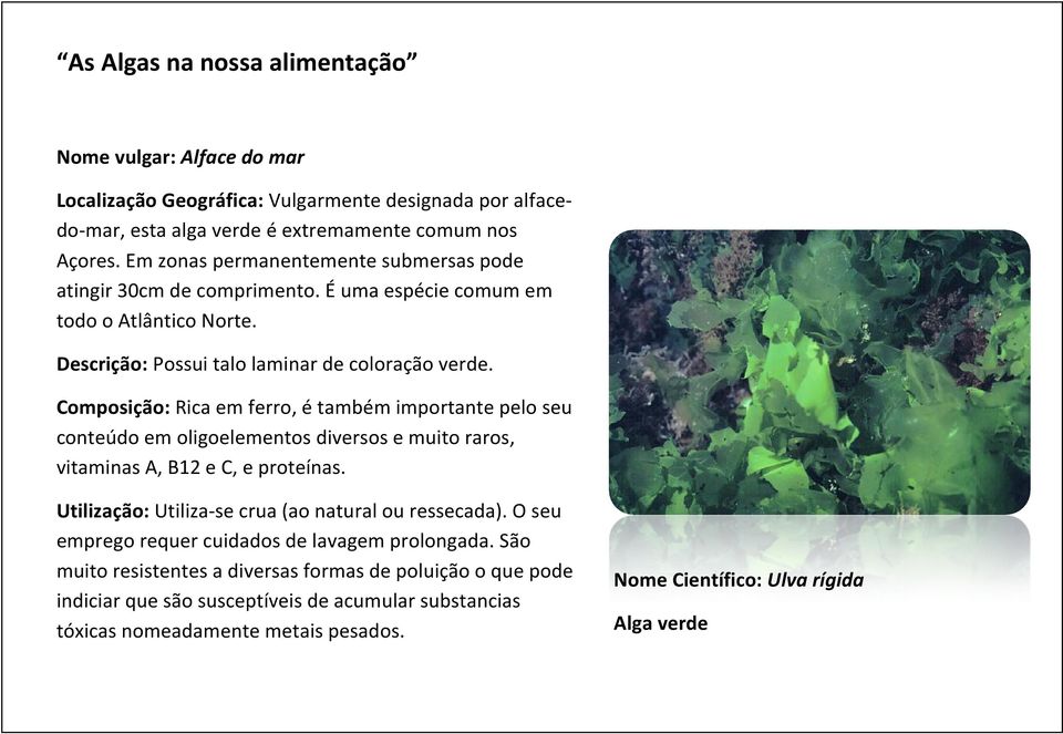 Composição: Rica em ferro, é também importante pelo seu conteúdo em oligoelementos diversos e muito raros, vitaminas A, B12 e C, e proteínas.