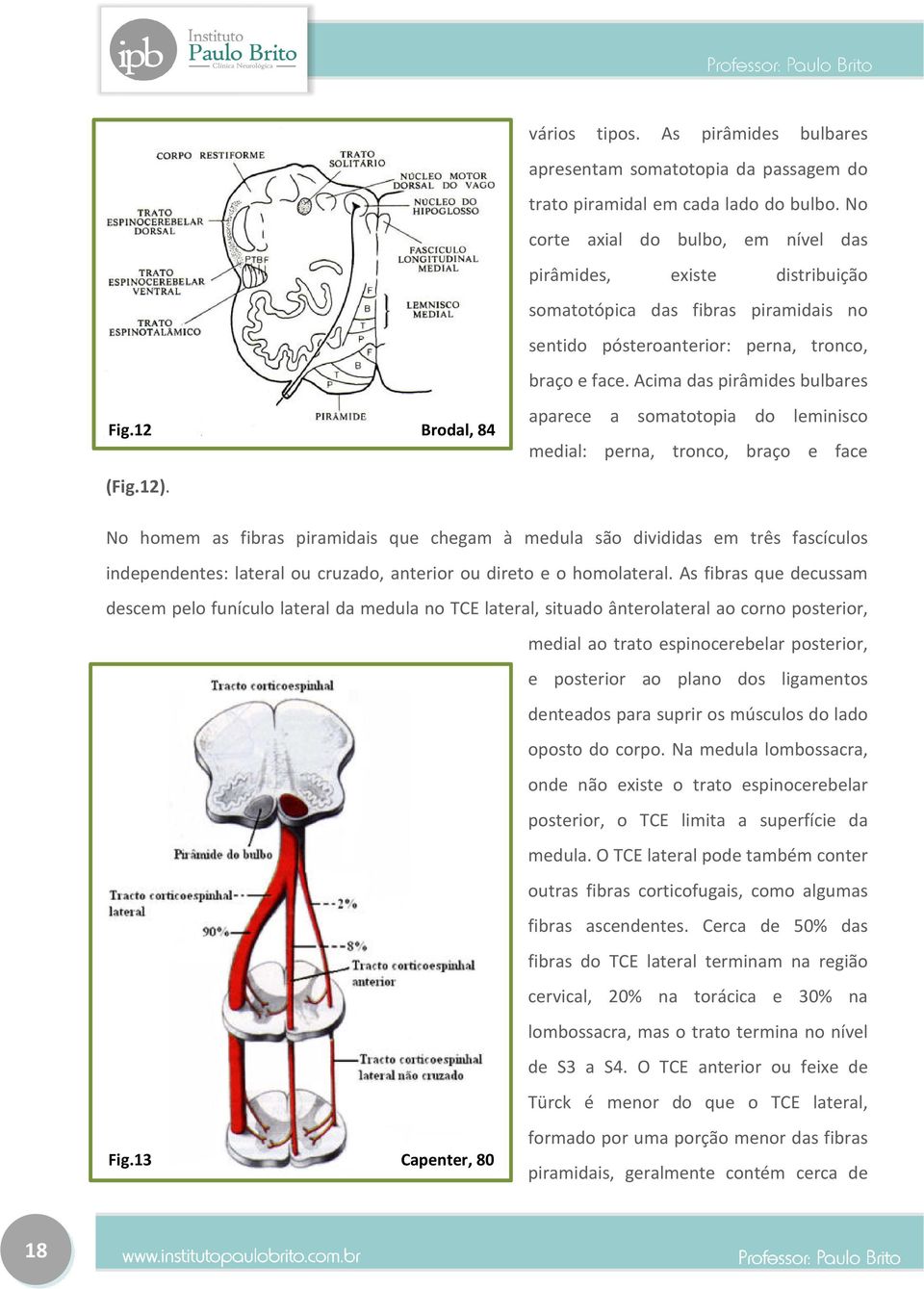 12 Brodal, 84 (Fig.12).