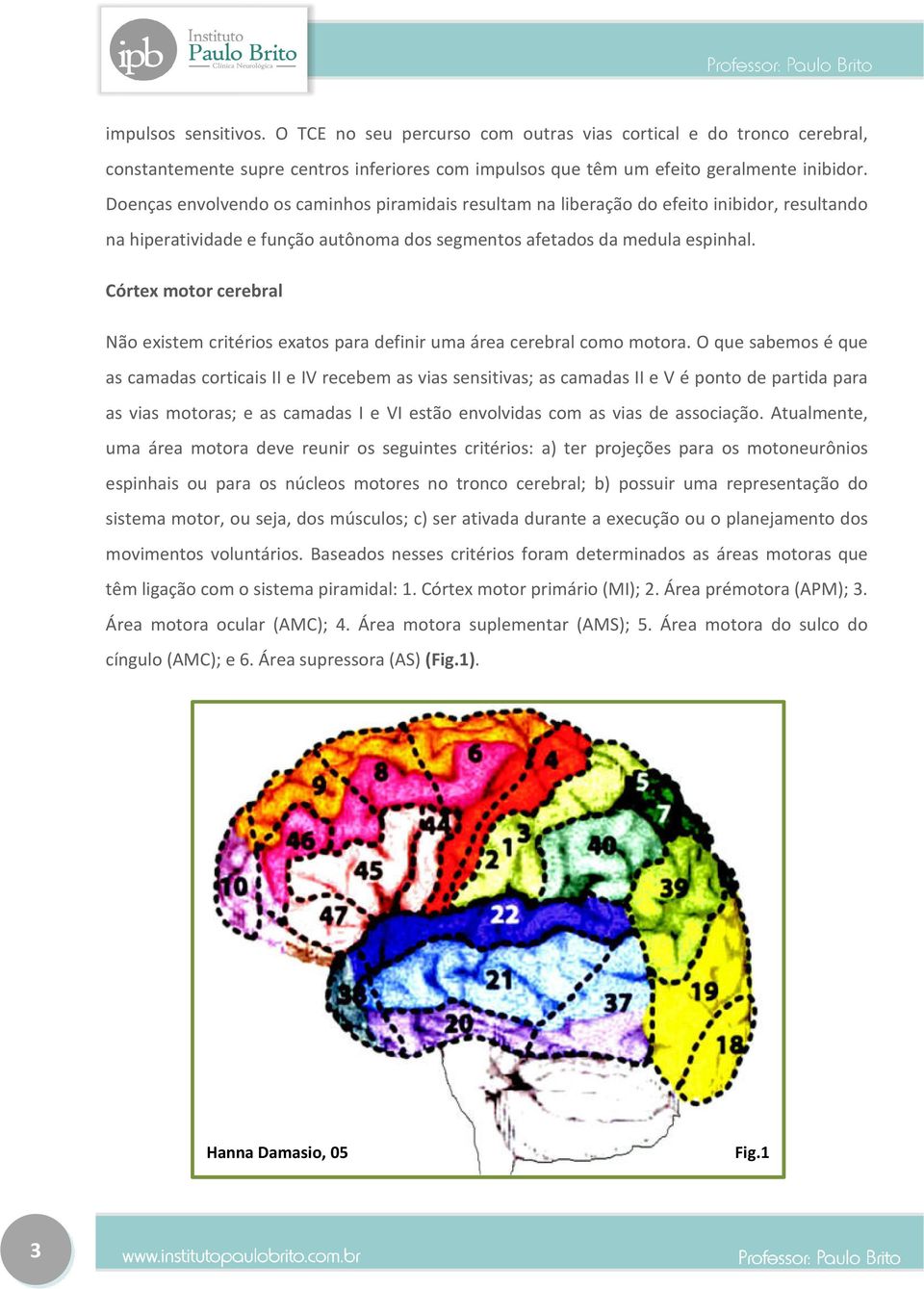 Córtex motor cerebral Não existem critérios exatos para definir uma área cerebral como motora.