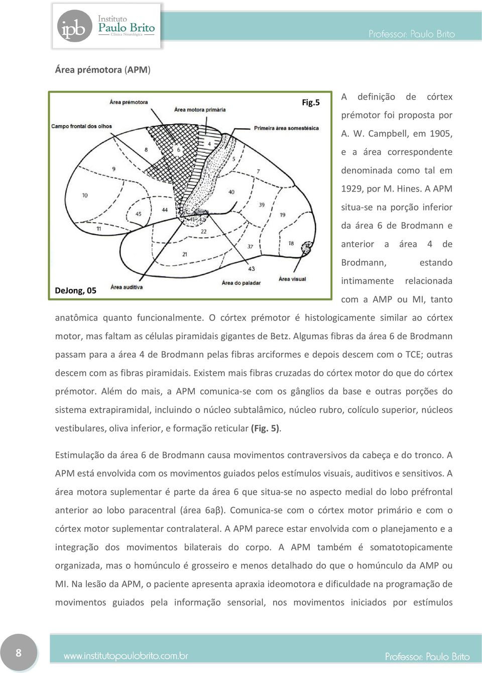 O córtex prémotor é histologicamente similar ao córtex motor, mas faltam as células piramidais gigantes de Betz.