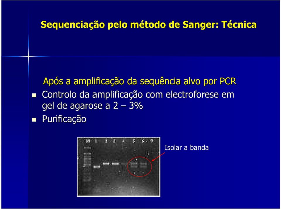 alvo por PCR Controlo da amplificação com