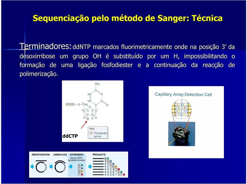 um grupo OH é substituído por um H, impossibilitando o formação de uma