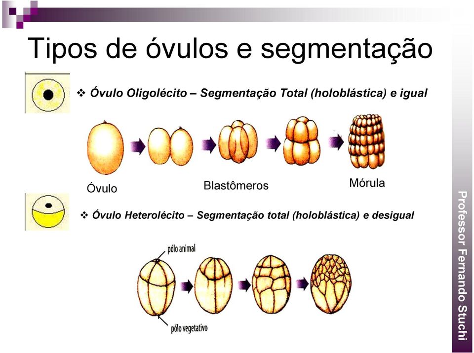 (holoblástica) e igual Blastômeros Mórula