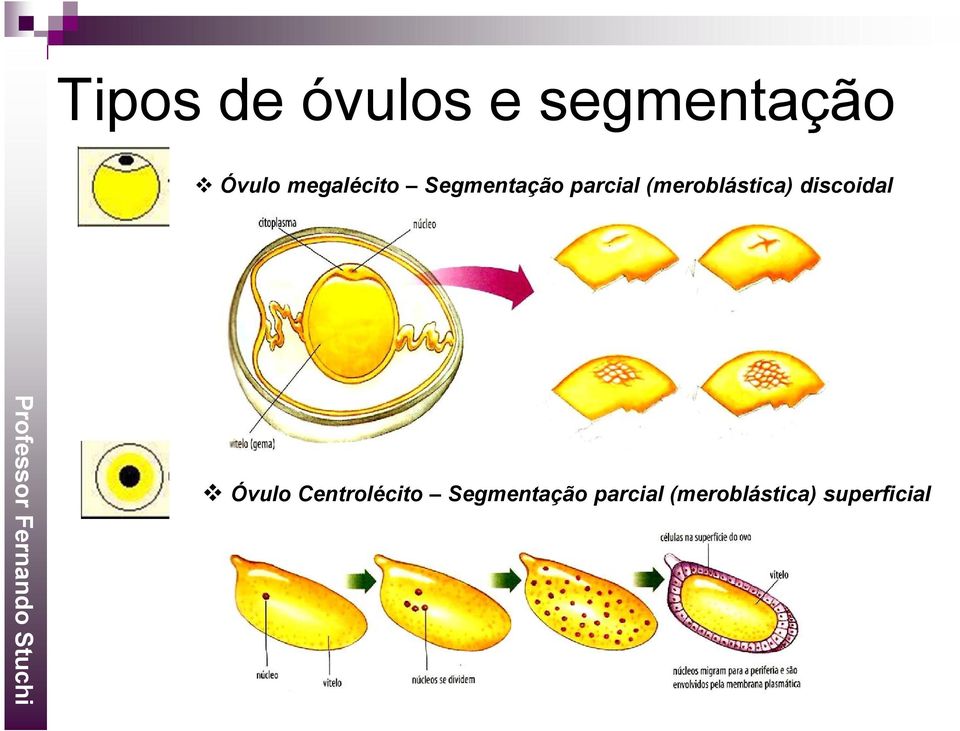 (meroblástica) discoidal Óvulo