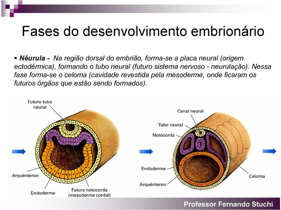 sistema nervoso - neurulação).