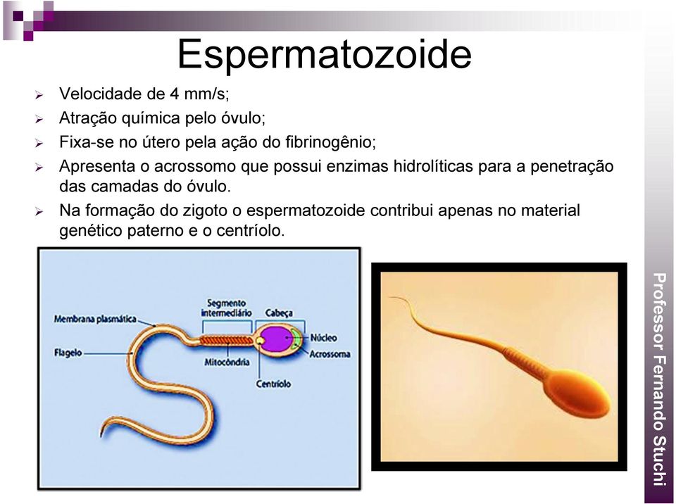 hidrolíticas para a penetração das camadas do óvulo.