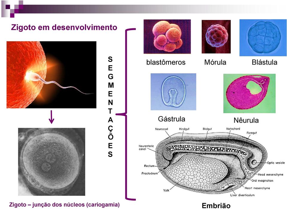 núcleos (cariogamia) blastômeros