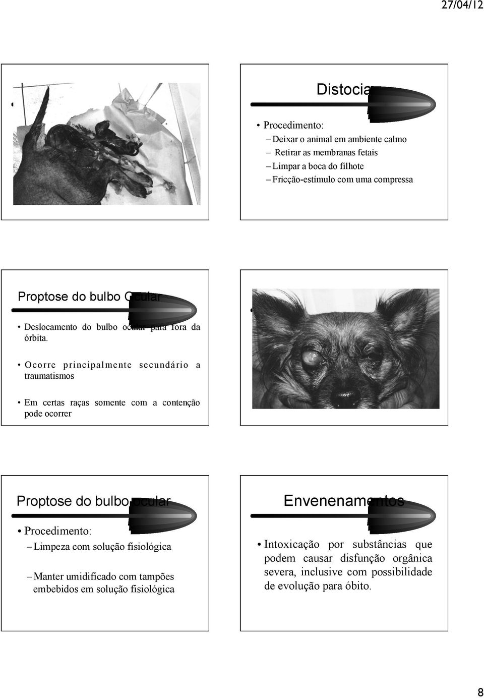 Ocorre principalmente secundário a traumatismos Em certas raças somente com a contenção pode ocorrer Proptose do bulbo ocular Limpeza com