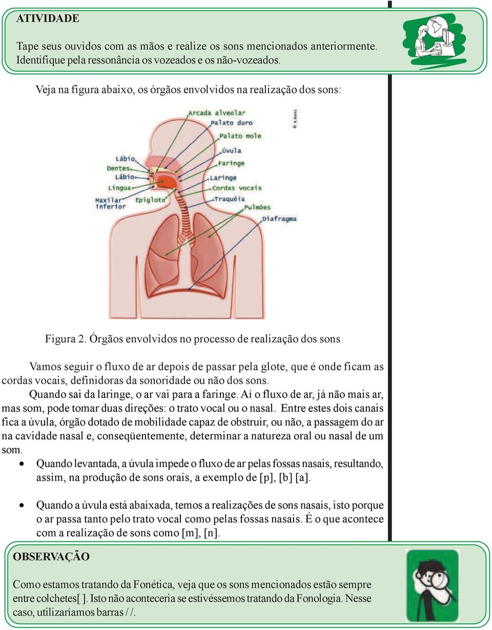 Órgãos envolvidos no processo de realização dos sons Vamos seguir o fluxo de ar depois de passar pela glote, que é onde ficam as cordas vocais, definidoras da sonoridade ou não dos sons.