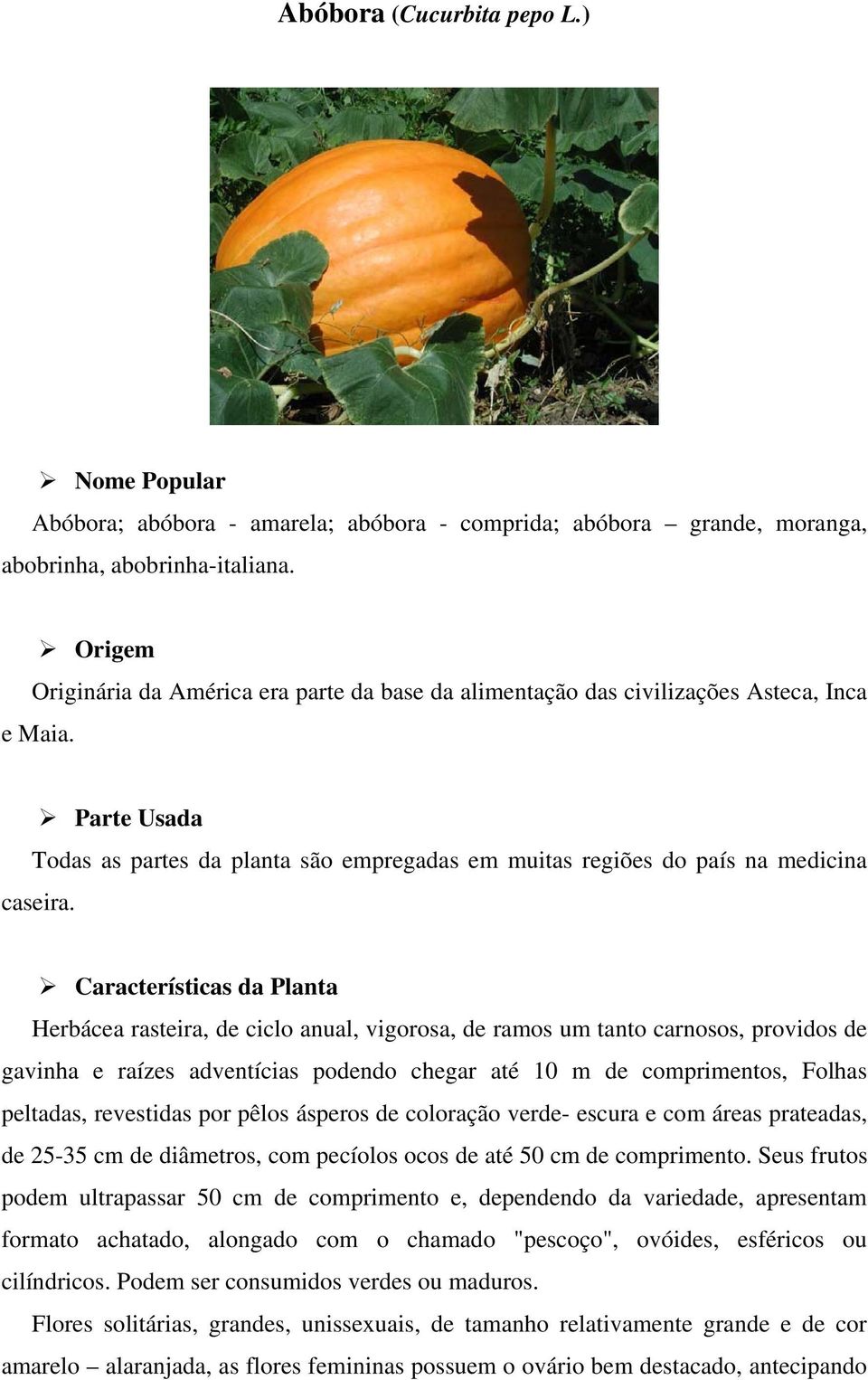 Características da Planta Herbácea rasteira, de ciclo anual, vigorosa, de ramos um tanto carnosos, providos de gavinha e raízes adventícias podendo chegar até 10 m de comprimentos, Folhas peltadas,