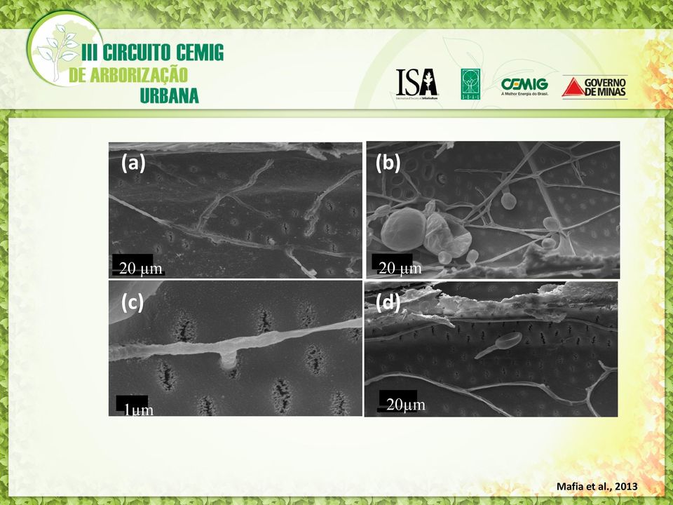 1µm 20µm