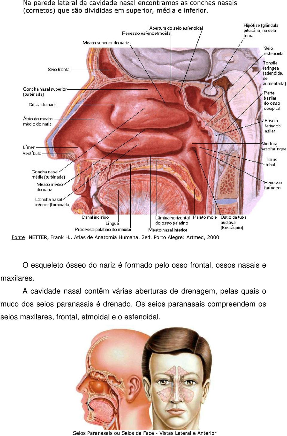 O esqueleto ósseo do nariz é formado pelo osso frontal, ossos nasais e maxilares.