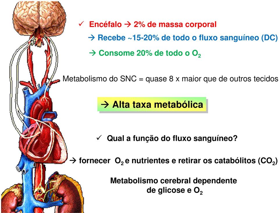 tecidos Alta taxa metabólica Qual a função do fluxo sanguíneo?