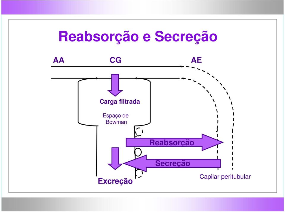 Bowman Reabsorção Excreção