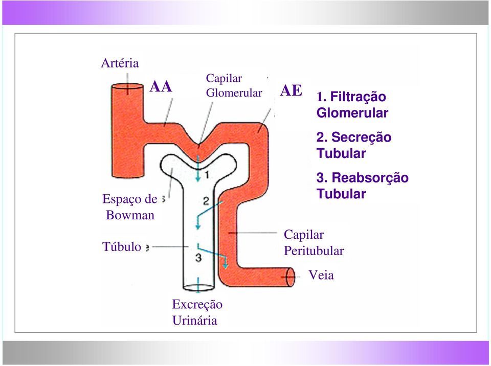 1. Filtração Glomerular 2.