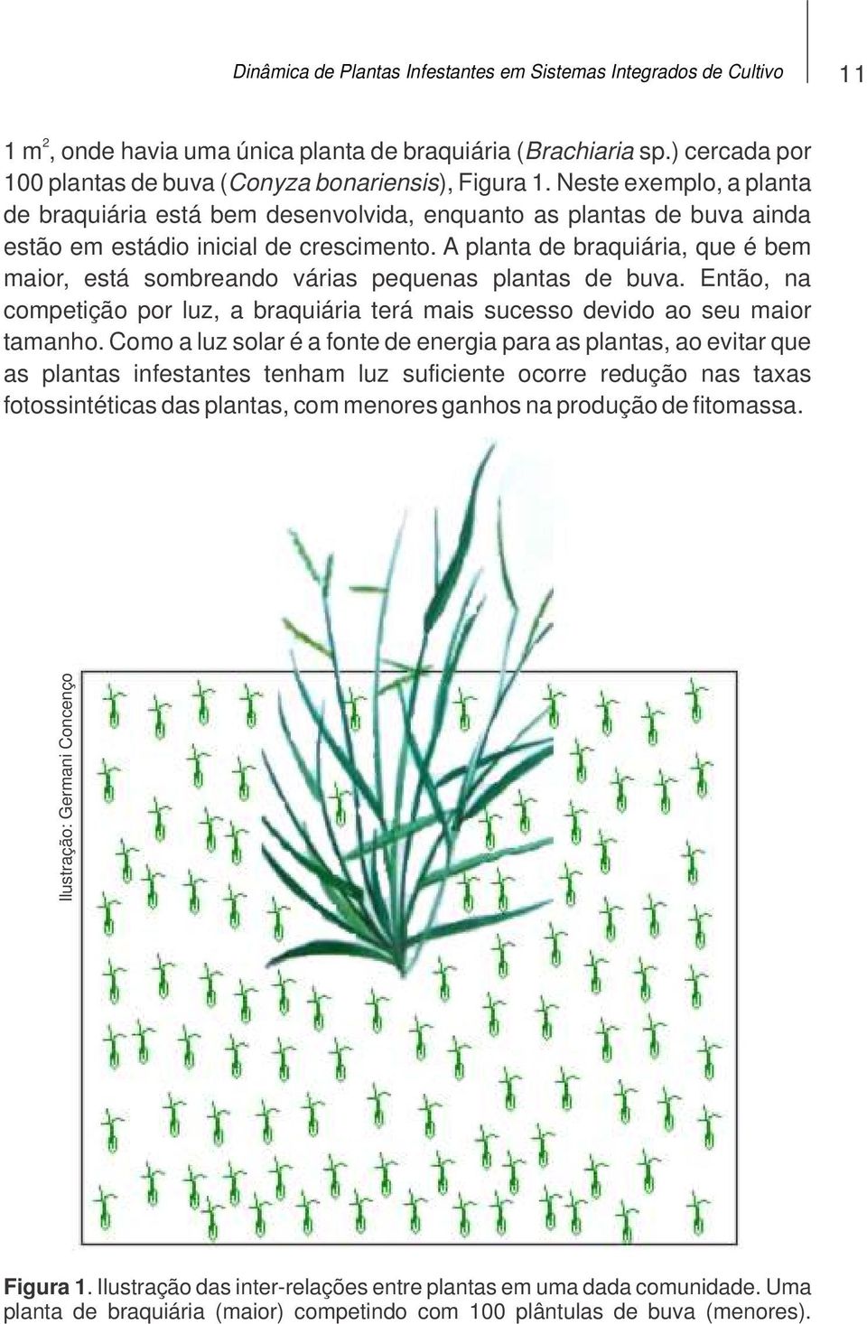 A planta de braquiária, que é bem maior, está sombreando várias pequenas plantas de buva. Então, na competição por luz, a braquiária terá mais sucesso devido ao seu maior tamanho.