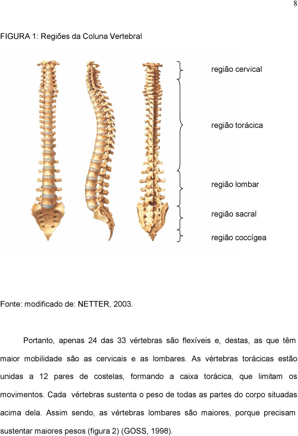 As vértebras torácicas estão unidas a 12 pares de costelas, formando a caixa torácica, que limitam os movimentos.