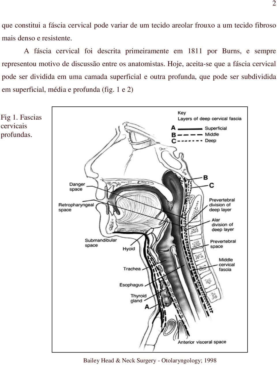 Hoje, aceita-se que a fáscia cervical pode ser dividida em uma camada superficial e outra profunda, que pode ser subdividida