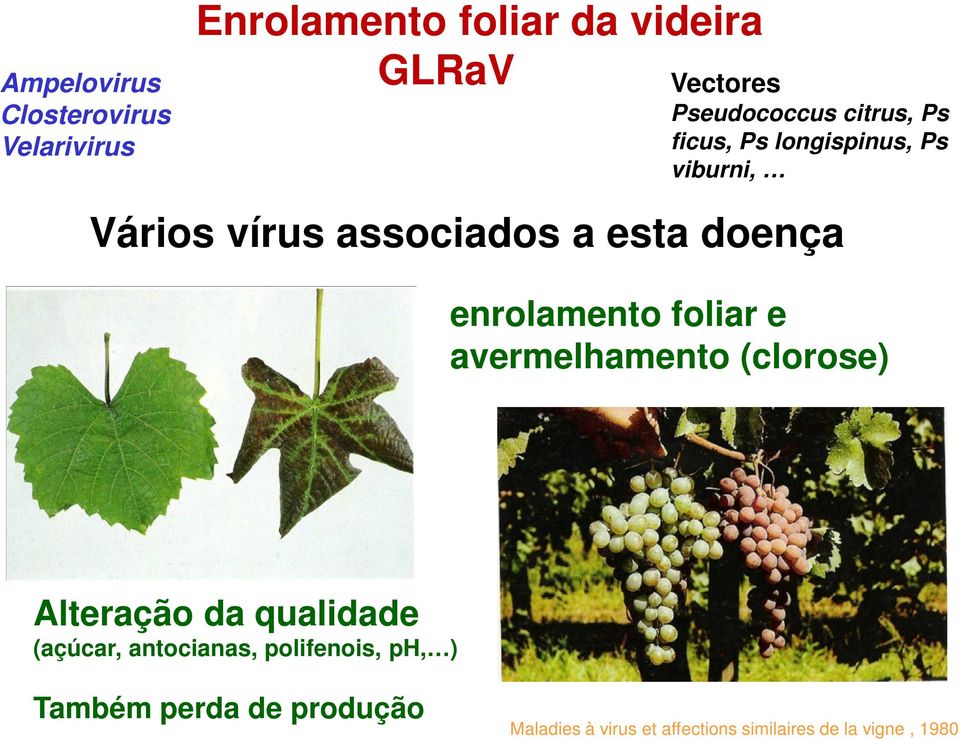 doença enrolamento foliar e avermelhamento (clorose) Alteração da qualidade (açúcar,