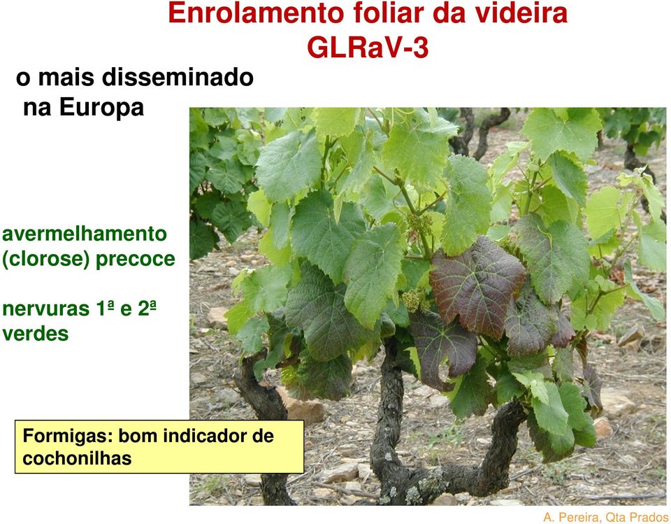 (clorose) precoce nervuras 1ª e 2ª verdes