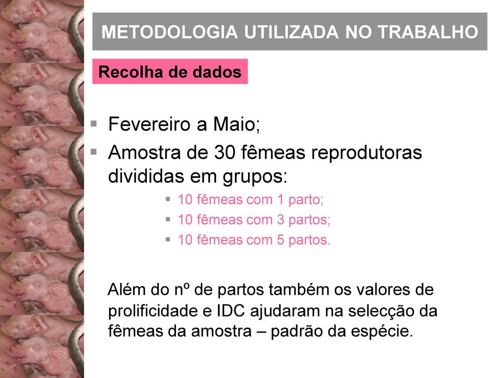 fêmeas com 1 parto; 10 fêmeas com 3 partos; 10 fêmeas com 5 partos.