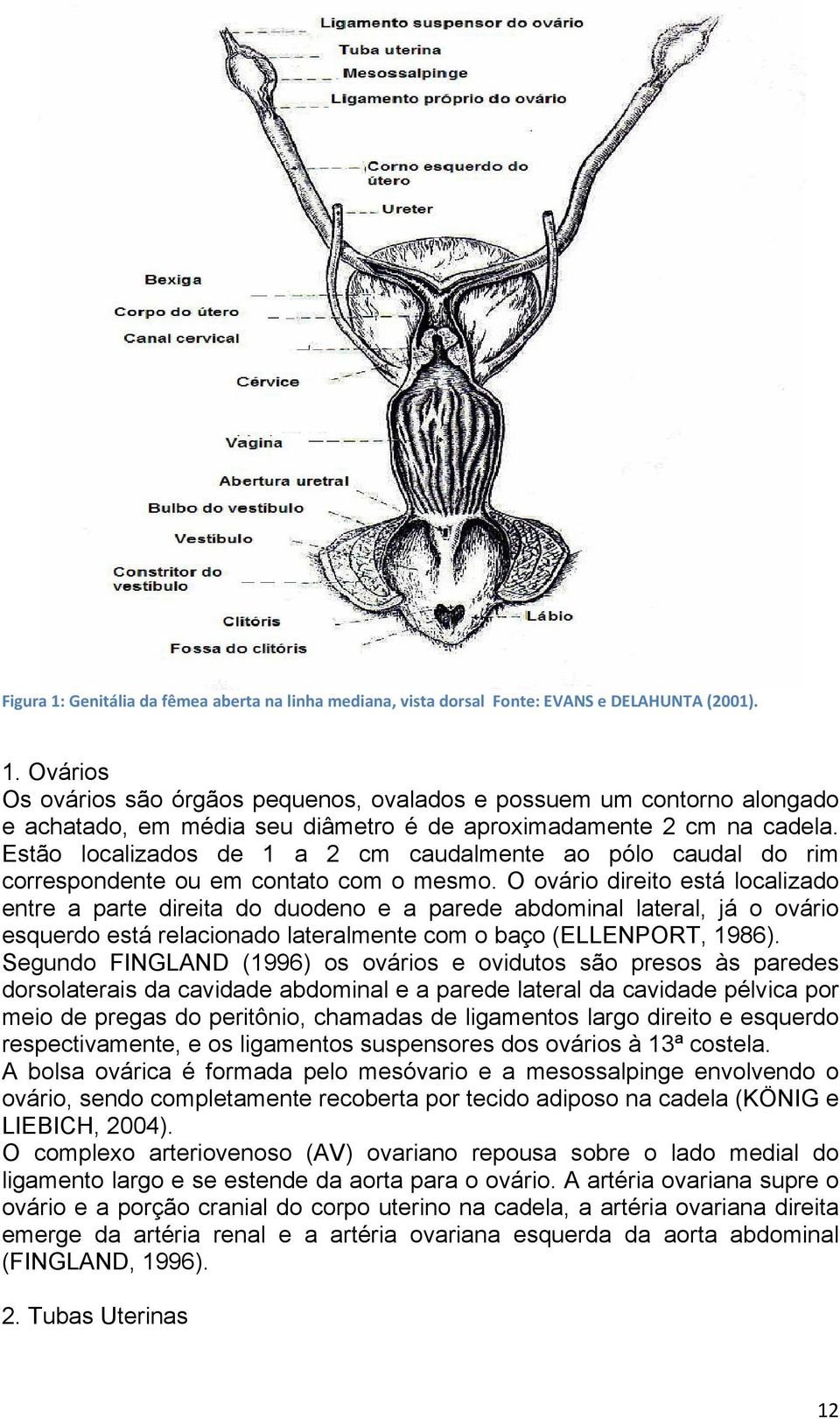 O ovário direito está localizado entre a parte direita do duodeno e a parede abdominal lateral, já o ovário esquerdo está relacionado lateralmente com o baço (ELLENPORT, 1986).