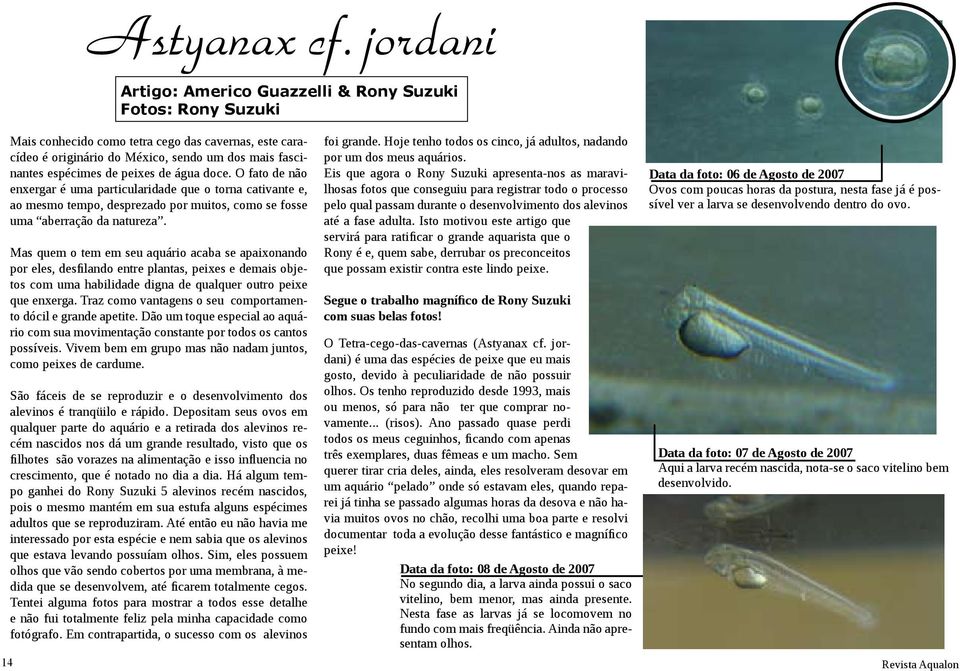 Mas quem o tem em seu aquário acaba se apaixonando por eles, desfilando entre plantas, peixes e demais objetos com uma habilidade digna de qualquer outro peixe que enxerga.