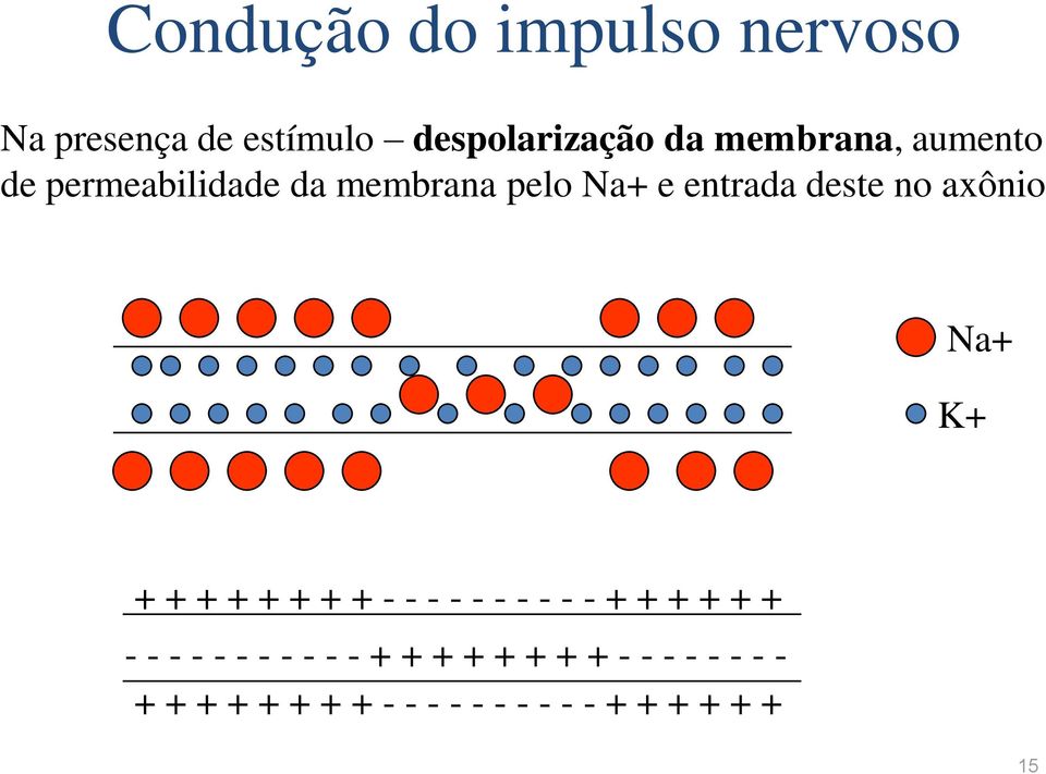 axônio Na+ K+ + + + + + + + + - - - - - - - - - - + + + + + + - - - - - - - -