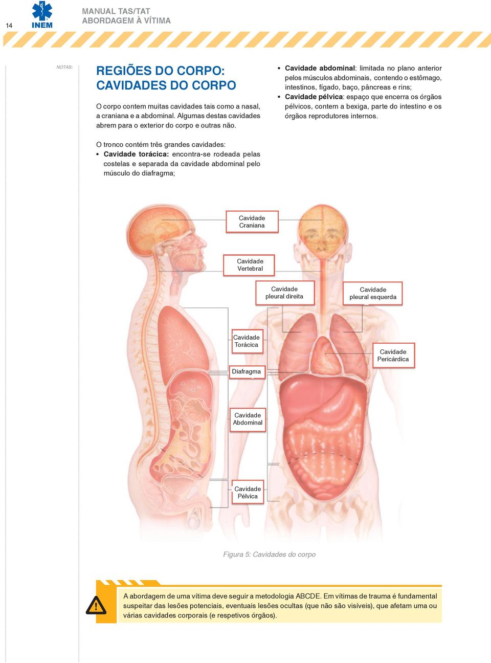 Cavidade abdominal: limitada no plano anterior pelos músculos abdominais, contendo o estômago, intestinos, fígado, baço, pâncreas e rins; Cavidade pélvica: espaço que encerra os órgãos pélvicos,