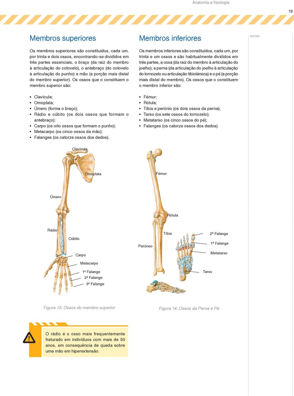 Os ossos que o constituem o membro superior são: Clavícula; Omoplata; Úmero (forma o braço); Rádio e cúbito (os dois ossos que formam o antebraço); Carpo (os oito ossos que formam o punho); Metacarpo