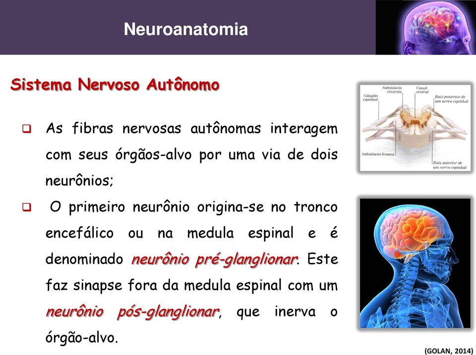 tronco encefálico ou na medula espinal e é denominado neurônio pré-glanglionar.