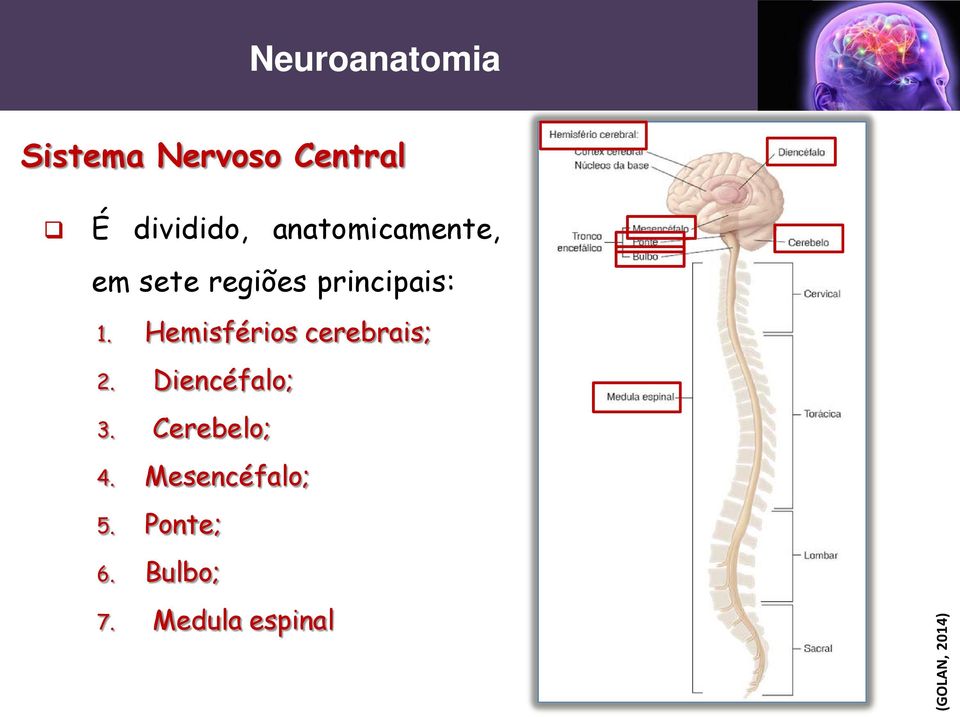 Hemisférios cerebrais; 2. Diencéfalo; 3.