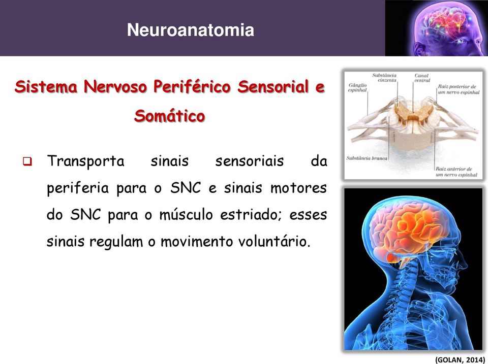 periferia para o SNC e sinais motores do SNC para o