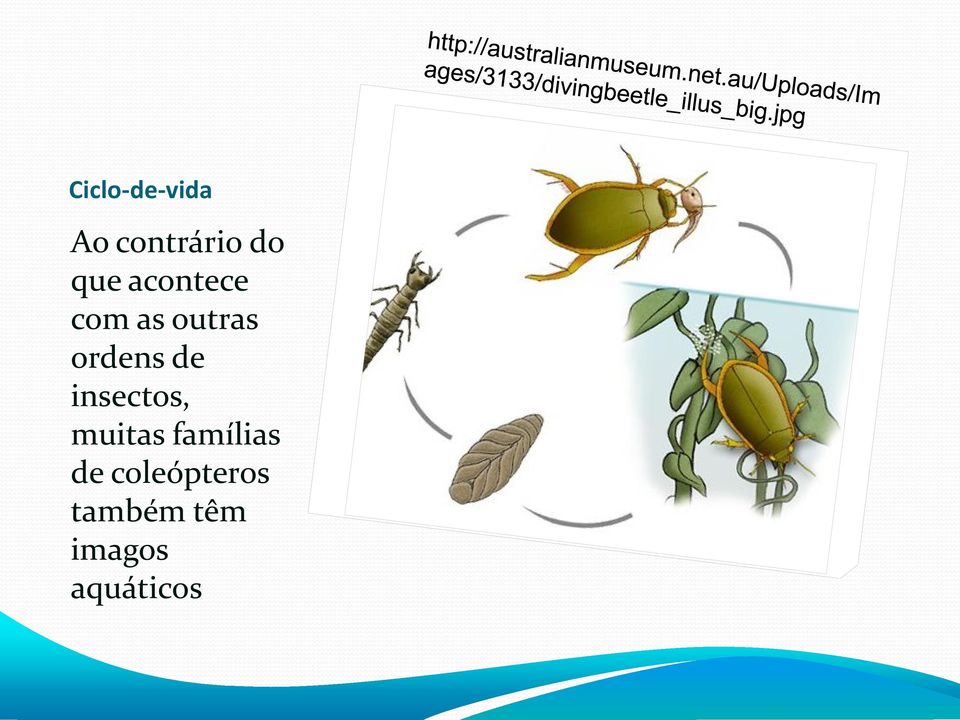 insectos, muitas famílias de