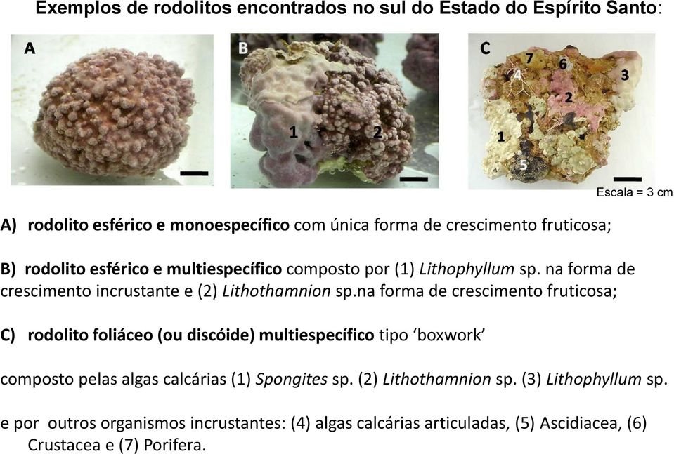 na forma de crescimento fruticosa; C) rodolito foliáceo (ou discóide) multiespecífico tipo boxwork Escala = 3 cm composto pelas algas calcárias (1)