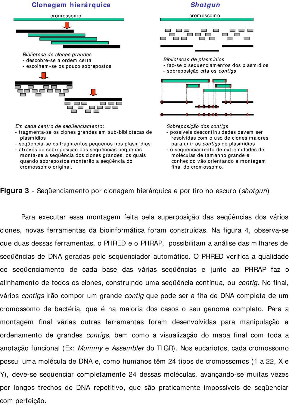 -através da sobreposição das seqüências pequenas monta-se a seqüência dos clones grandes, os quais quando sobrepostos montarão a seqüência do cromossomo original.