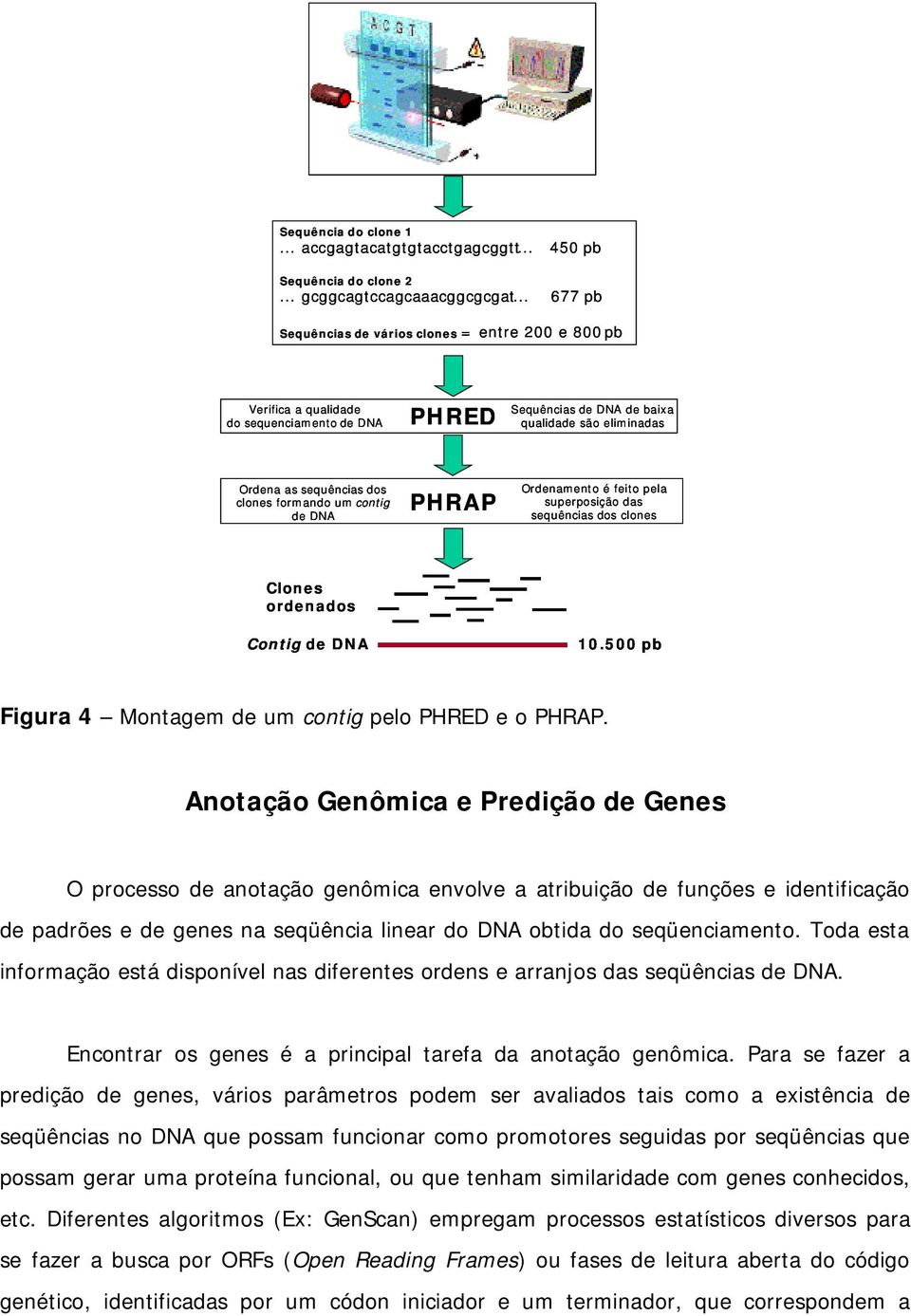 formando um contig de DNA PHRAP Ordenamento é feito pela superposição das sequências dos clones Clones ordenados Contig de DNA 10.500 pb Figura 4 Montagem de um contig pelo PHRED e o PHRAP.