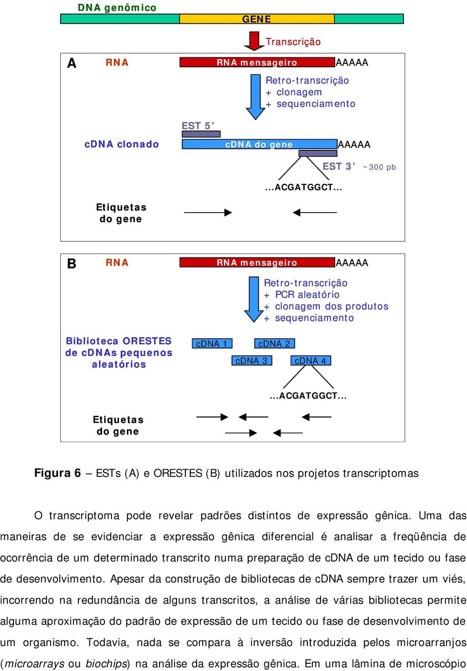 ..ACGATGGCT... Etiquetas do gene Figura 6 ESTs (A) e ORESTES (B) utilizados nos projetos transcriptomas O transcriptoma pode revelar padrões distintos de expressão gênica.