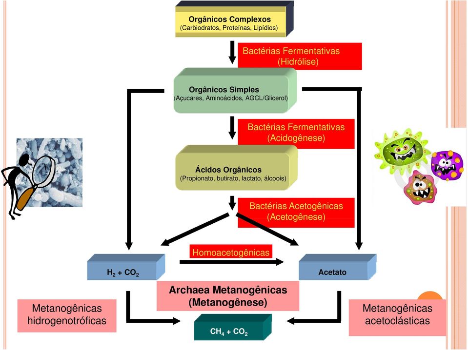 (Propionato, butirato, lactato, álcoois) Bactérias Acetogênicas (Acetogênese) Homoacetogênicas H 2 + CO 2