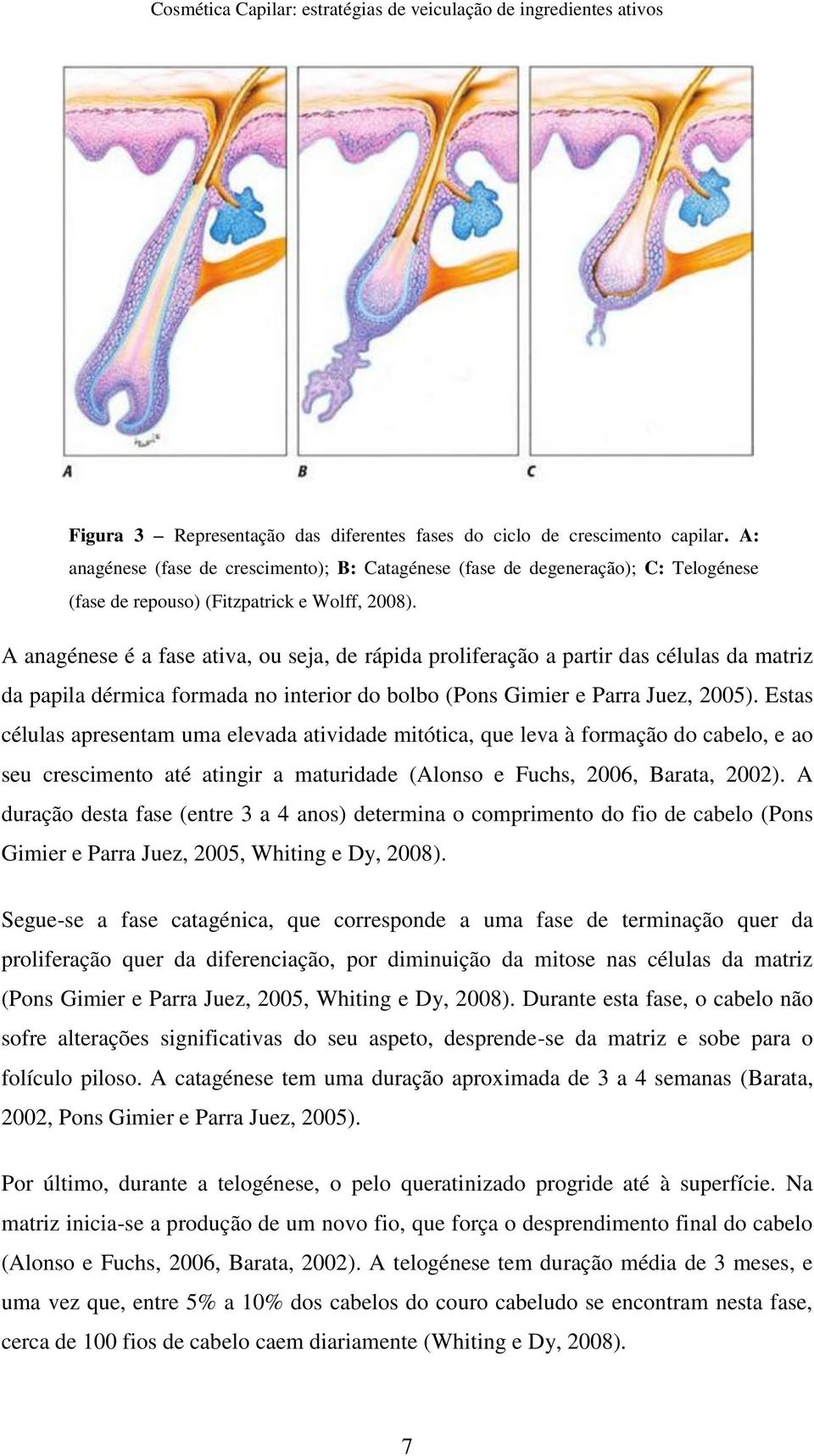 A anagénese é a fase ativa, u seja, de rápida prliferaçã a partir das células da matriz da papila dérmica frmada n interir d blb (Pns Gimier e Parra Juez, 2005).