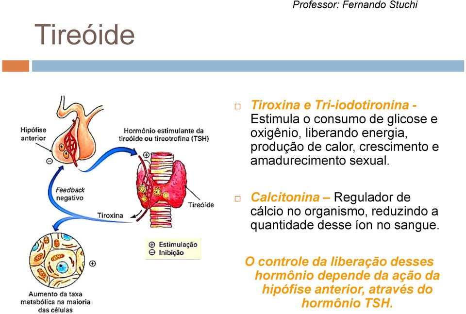 Calcitonina Regulador de cálcio no organismo, reduzindo a quantidade desse íon no