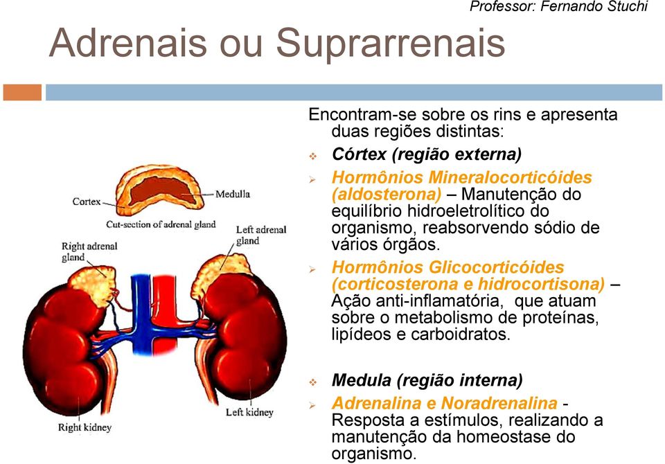 Hormônios Glicocorticóides (corticosterona e hidrocortisona) Ação anti-inflamatória, que atuam sobre o metabolismo de proteínas, lipídeos e