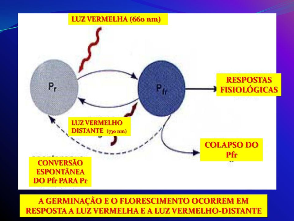 PARA Pr COLAPSO DO Pfr A GERMINAÇÃO E O FLORESCIMENTO