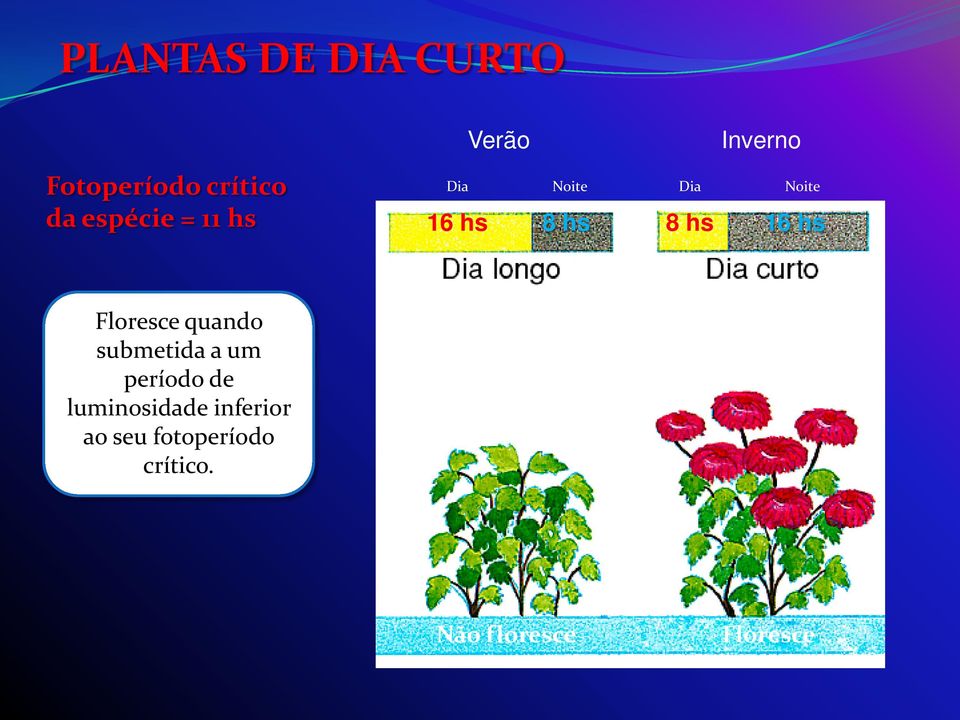 hs Floresce quando submetida a um período de luminosidade