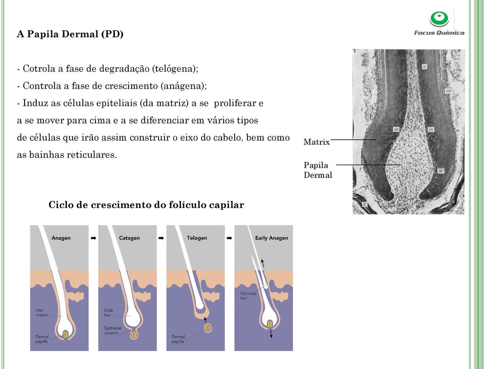 mover para cima e a se diferenciar em vários tipos de células que irão assim construir o