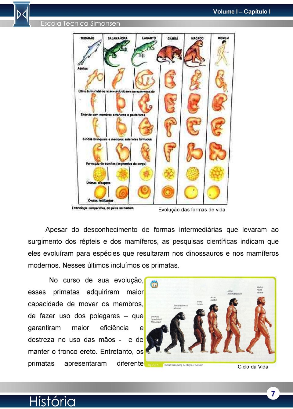 Nesses últimos incluímos os primatas.